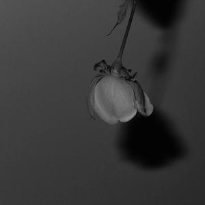 大鸡巴猛插少妇流白浆视频
